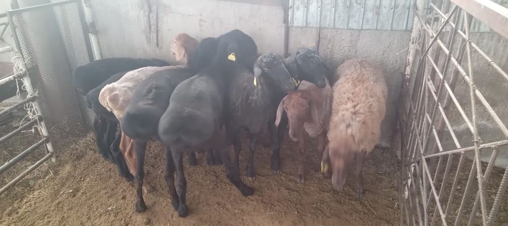 Қой сатылыды семіз