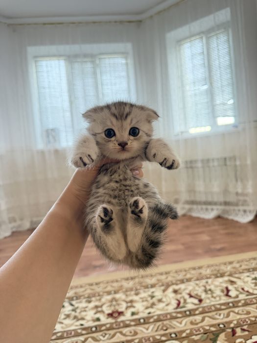 Шотладская вислоухая