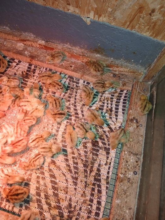 Pui prepelițe Jumbo Gold