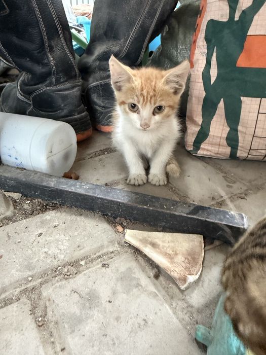 Котята бесплатно