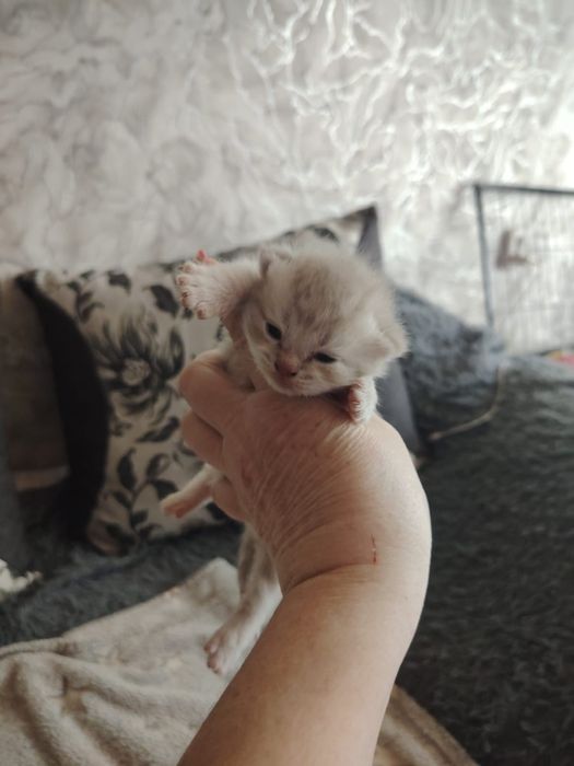 Шотландские Малыши.  На бронь .