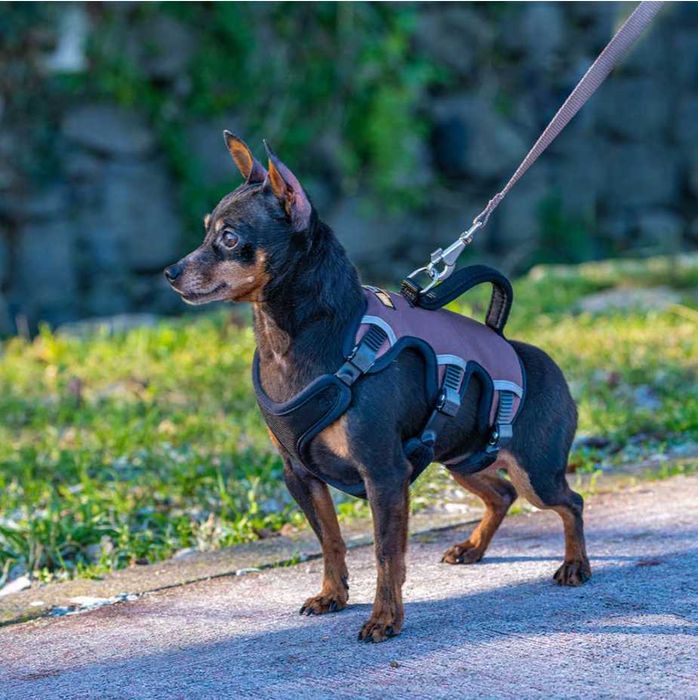 Ham caine, Ferplast ERGOTREKKING, Marime XS, Maro, Reglabil