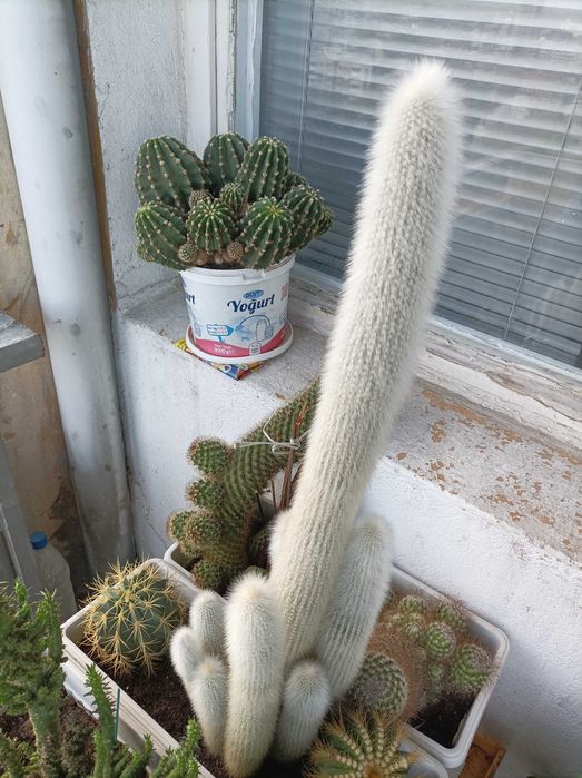 Продавам кактуси, нолина