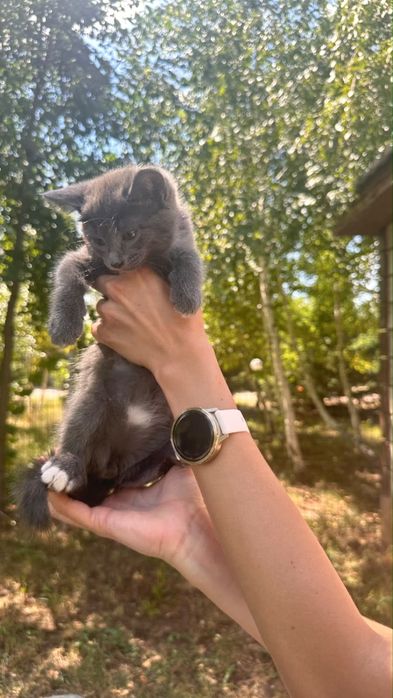 Сиямские котята