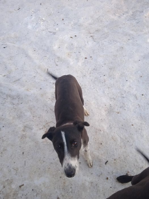 Тазы күшігі бар сатамын