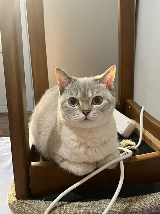 шотландская кошка
