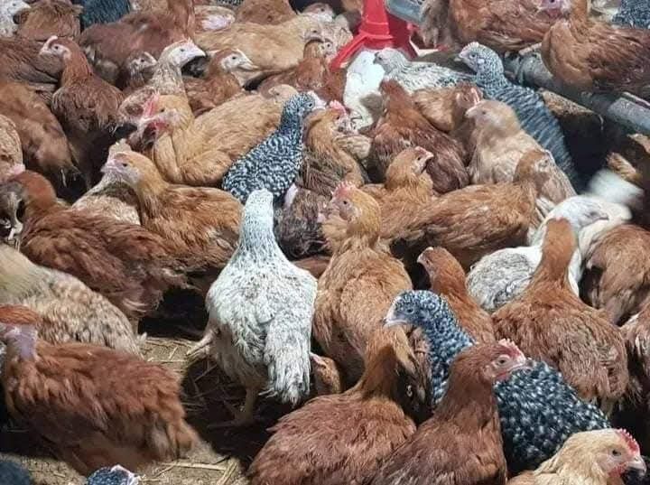 Pui mixt pui de carne