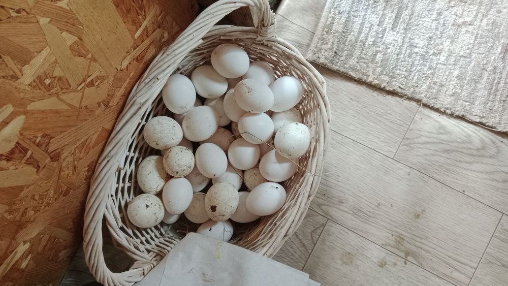 Куры несушки продам