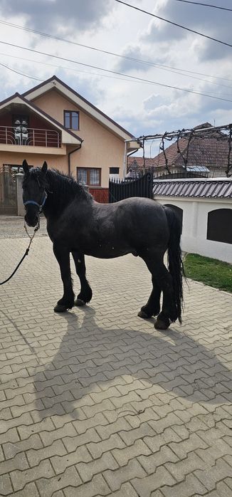 Vând sau Schimb 2 armasari