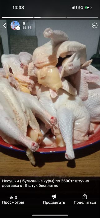Домашние Индейка, Бройлеры, несушки