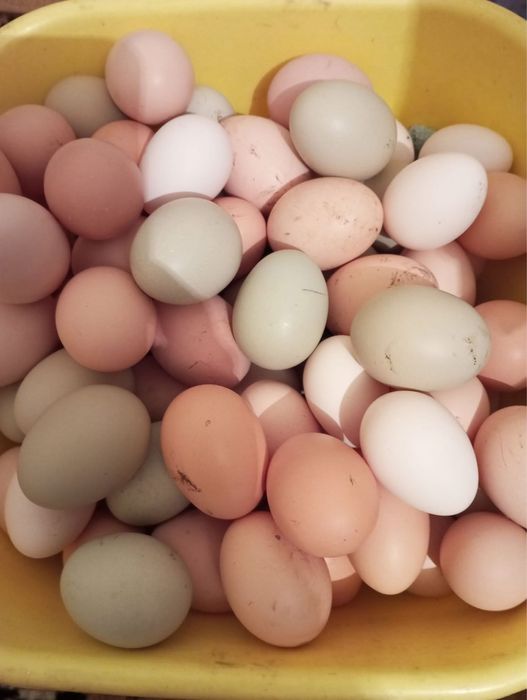 Oua de gaina de casa, oua verzi, oua de rata.