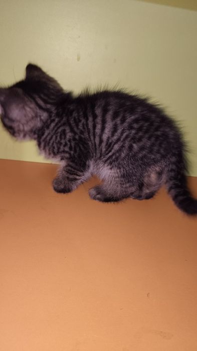 Отдам кошка девушка