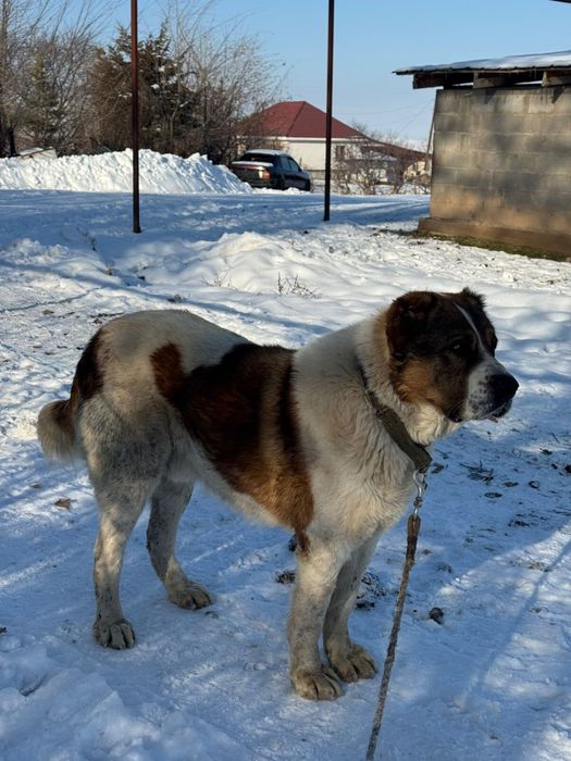 Тяж Тобет ит сатылады