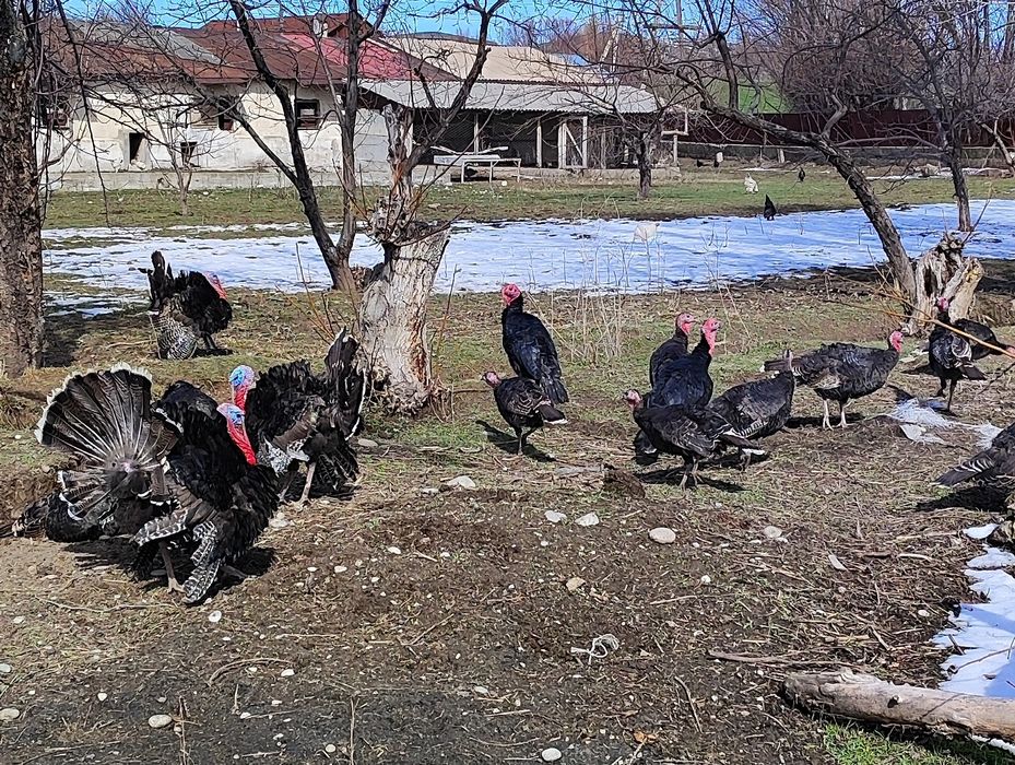 Индюки индюшки продаются