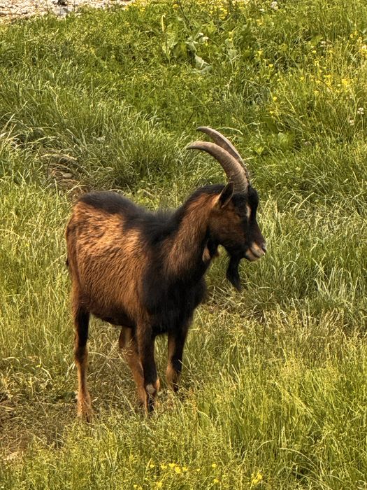 Capre anglonubiane