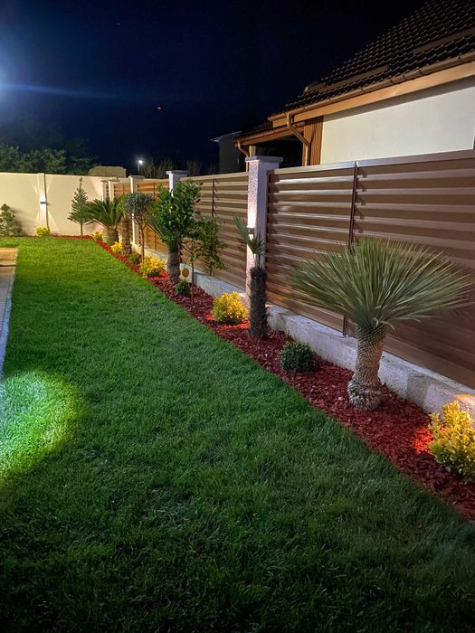 Plante – Palmier Trachycarpus Fortunei – Toate dimensiunile disponibile
