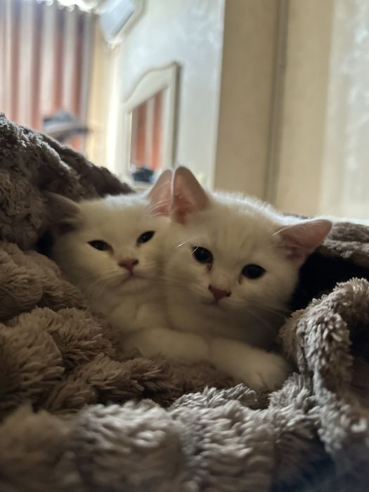 Котенок мальчик