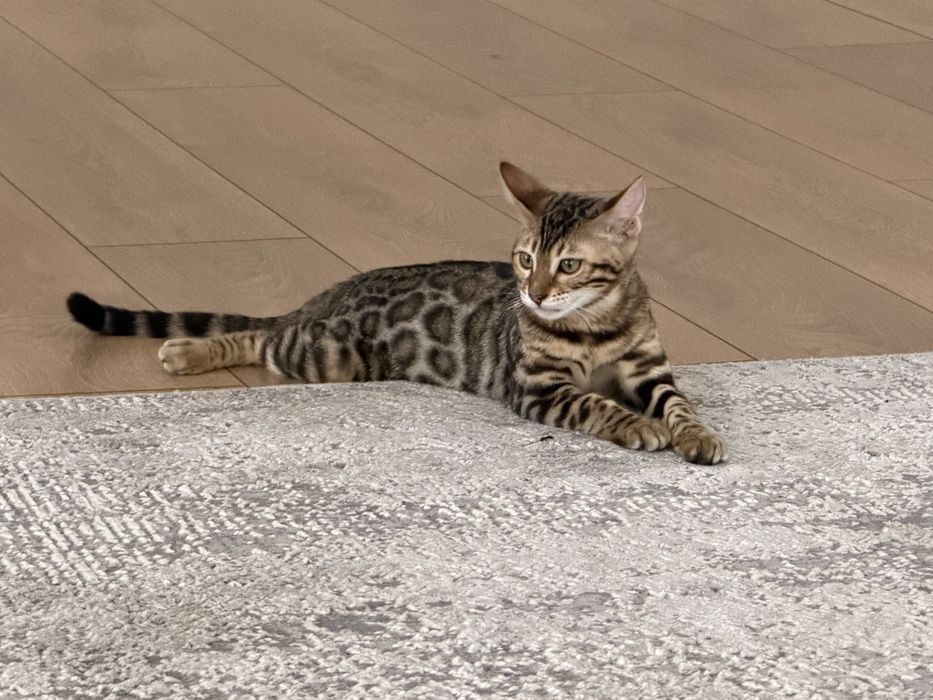Продается Котенок породы Бенгал