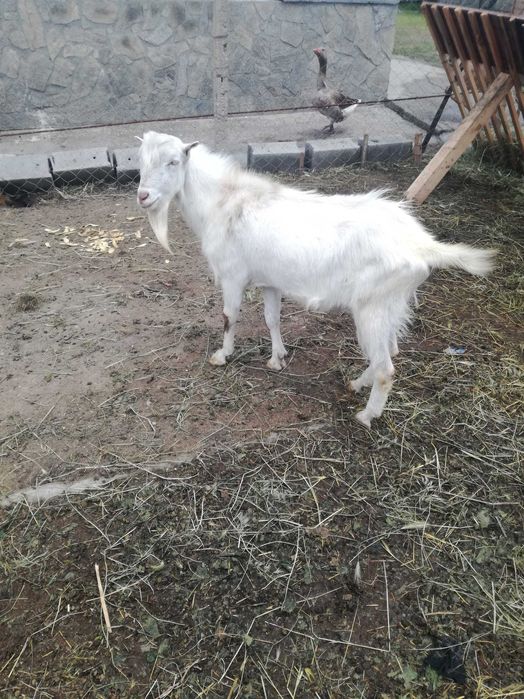Продавам пръч и ярета