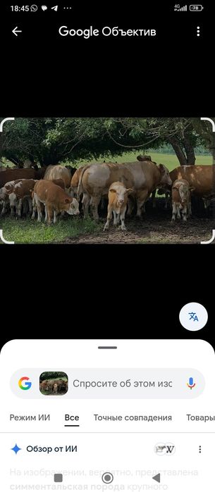 Искусственное осеменения КРС