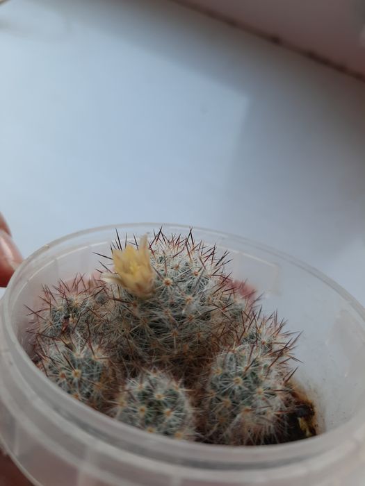 Кактусята красивые
