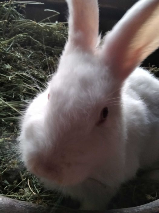 Кролики от великана