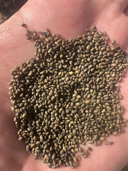 Продаем Люцерна магнитная семена Джеа.