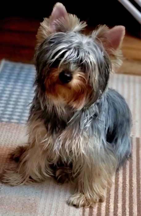 Мальчик, йоркширский терьер