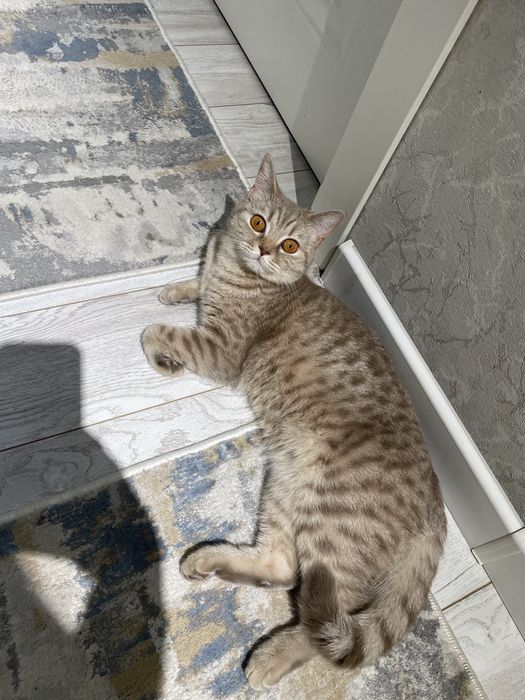 Отдам британскую кошку