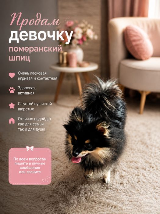 Продам девочку померанский шпиц