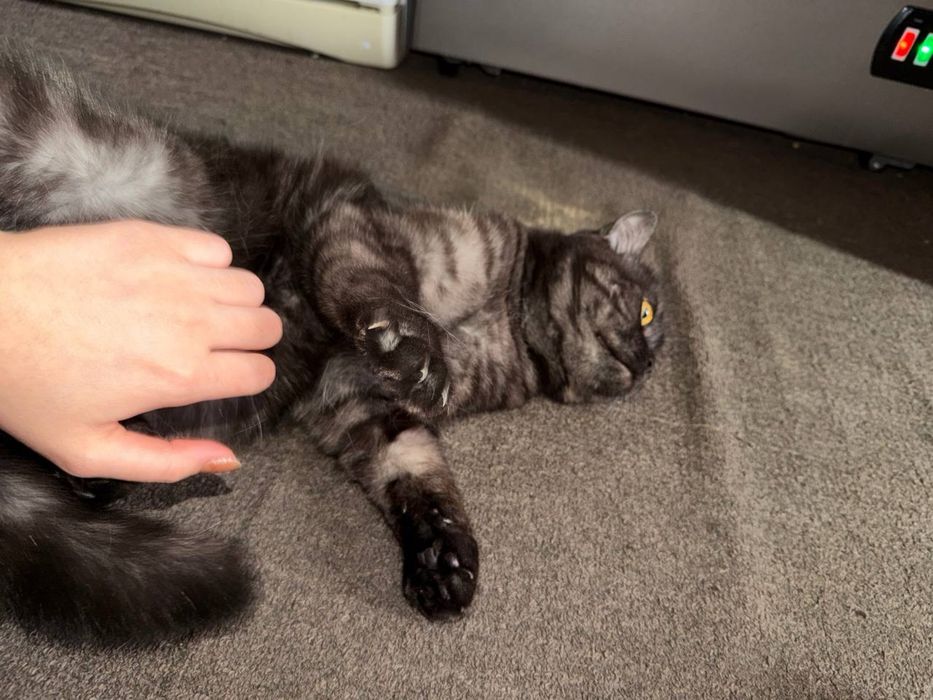 котик отдам в добрые руки