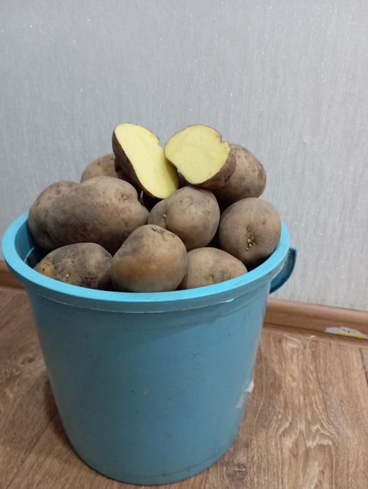Продам домашнюю картошку