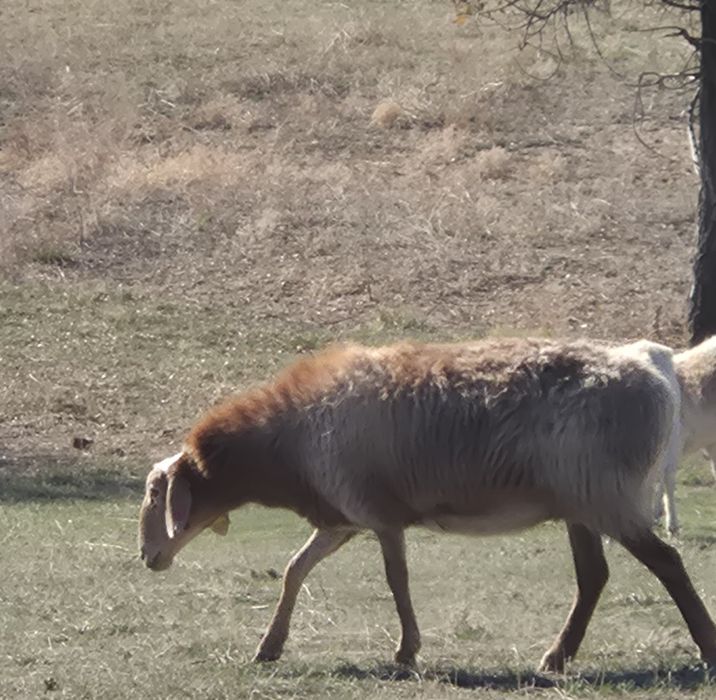 Продам породистых баран!!!