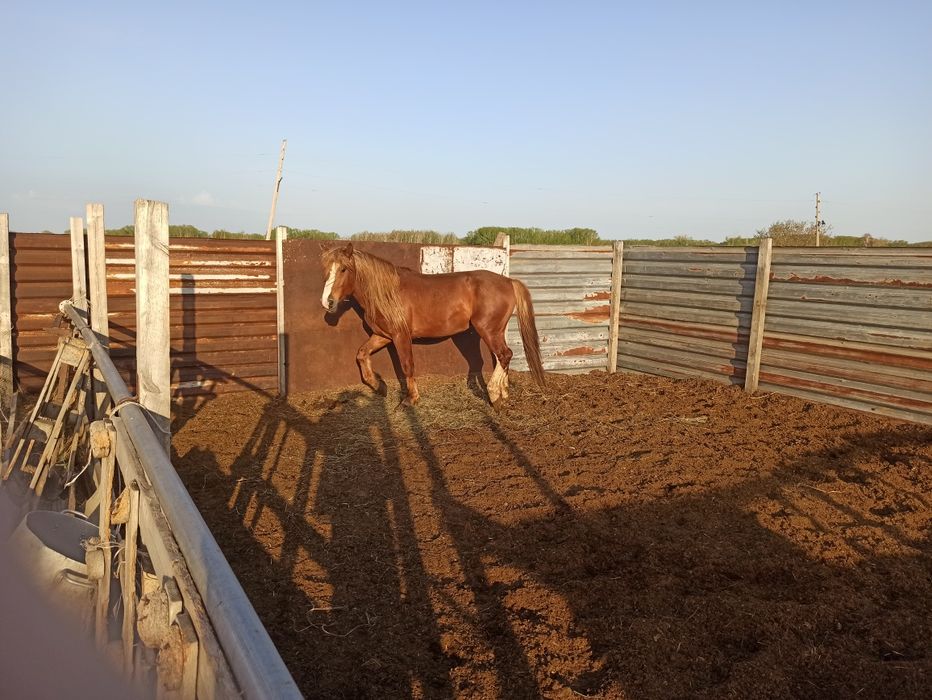 Жеребец производитель