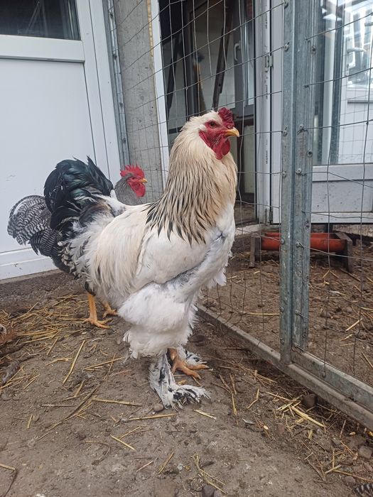 Vind cocoși tineri,sunt de rasă și metiși