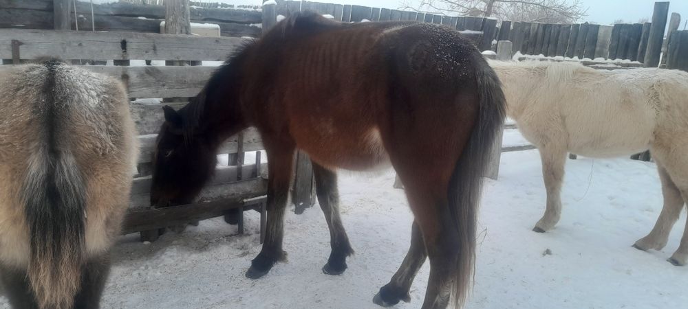 Продается жеребчики