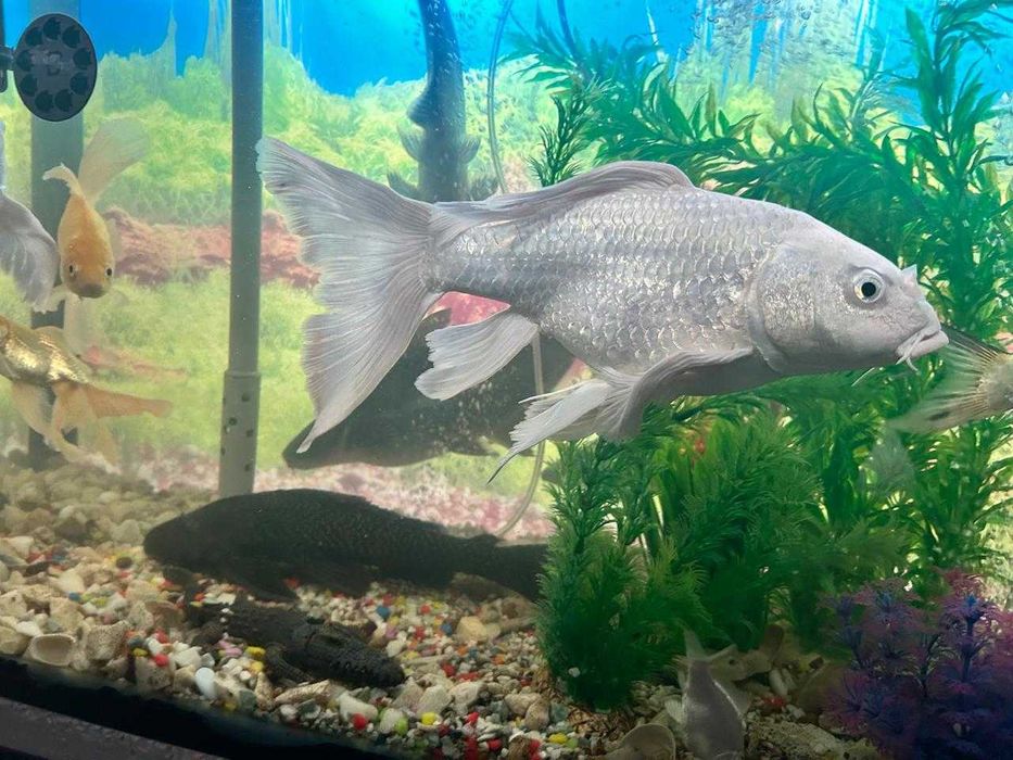 Аквариум 250 литр