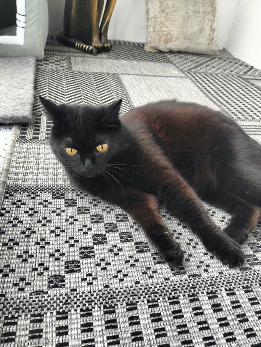 Кошка котенок кошка