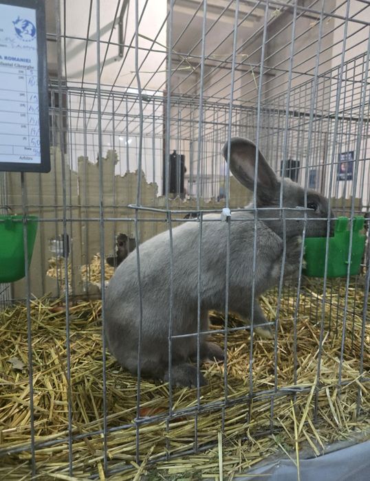 Vand iepuri secuiesc salander albastru!