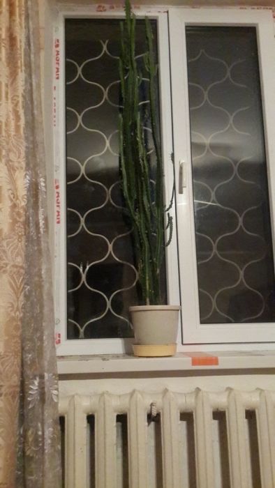 фикус домашний большой