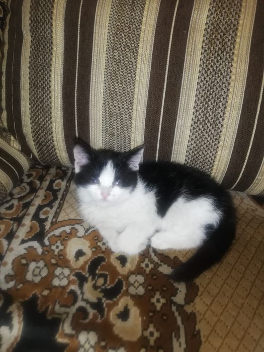 Котенок 1.5 месяца