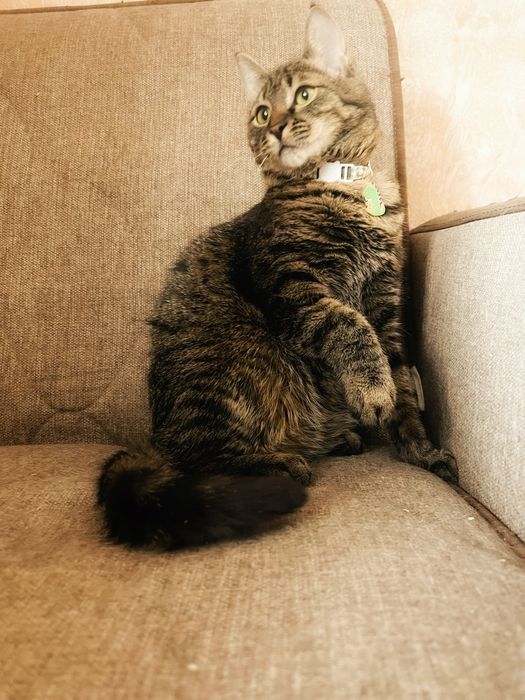 Пухленький кот в добрые руки