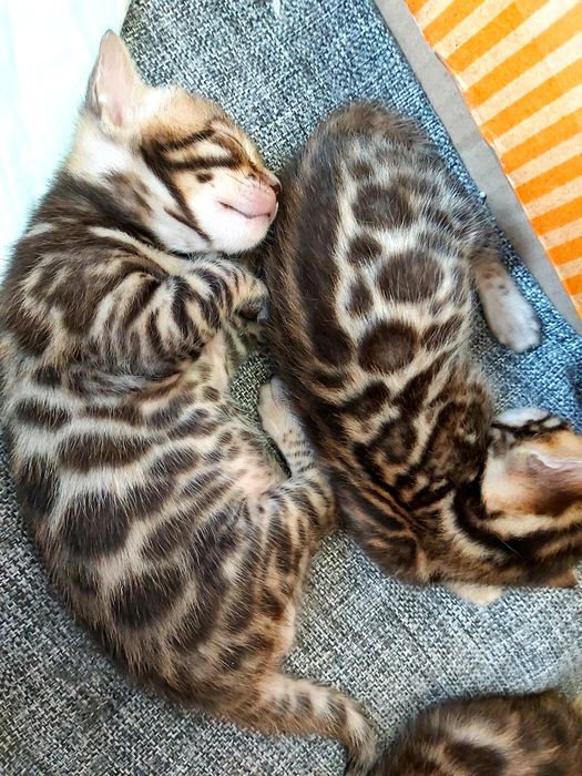 Котята с рисунком Леопарда. БЕНГАЛЬСКИЕ