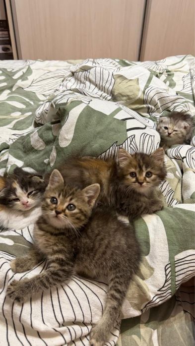 Отдам котят в хорошие руки!