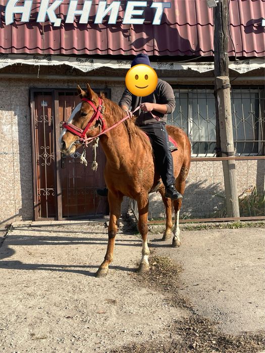 Продам лощадь 2,6 года