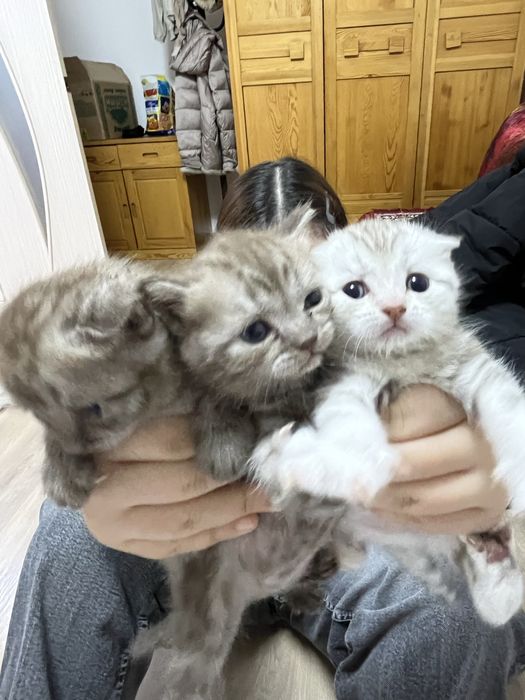 продаем породистых котят