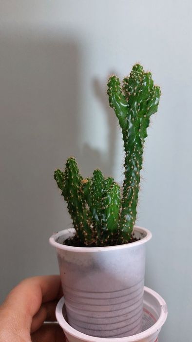 Продам кактус Цереус (Скала)