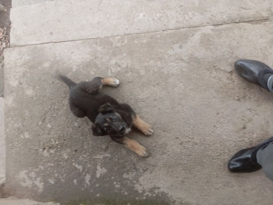 Щенок немецкой овчарки