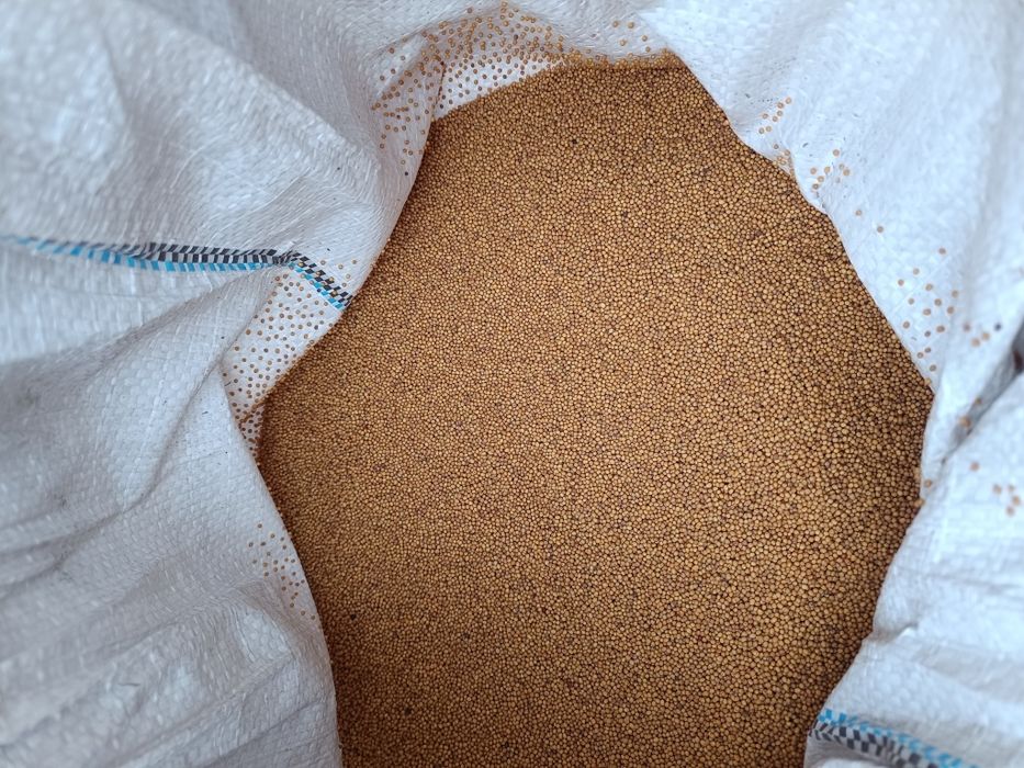 Продам семена горчицы для посева