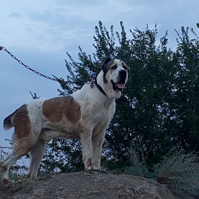 Алабай               .